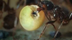 Co jedzą w przyrodzie i w domu?